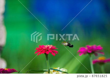 Butterfly 87651825