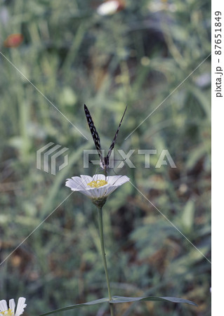 Butterfly 87651849