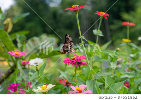 Butterfly Butterfly 87651862