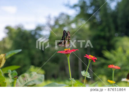 Butterfly Butterfly 87651864