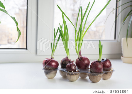Young green onions growing in egg containers. Small garden at home on the windowsill. Young green onions growing in egg containers. Small garden at home on the windowsill. 87651894