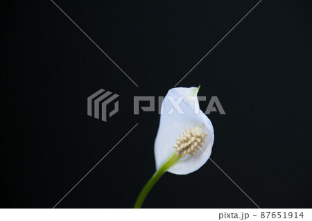 White Spathiphyllum flower on a black background. White Spathiphyllum flower on a black background. 87651914
