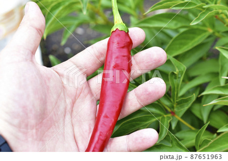 A lot of red fresh capsicum on the palm of a person 87651963