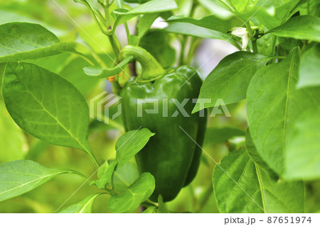 Large green and fresh pepper fruit on a green Bush Large green and fresh pepper fruit on a green Bush 87651974