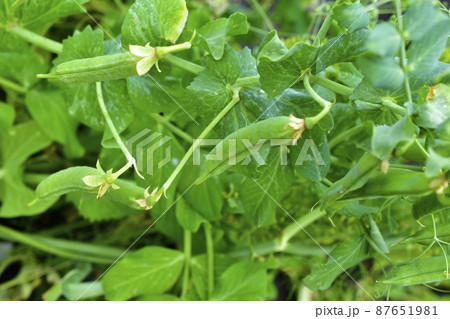 Fresh pods of ripe peas in the garden bed 87651981
