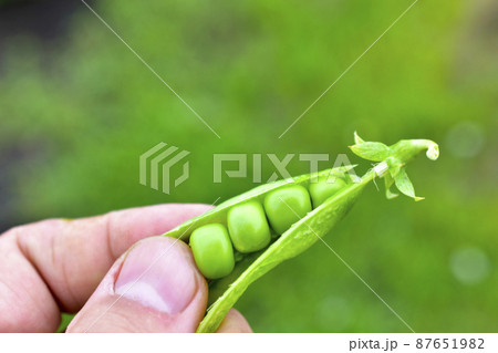 A pod of fresh peas with beans in their hands A pod of fresh peas with beans in their hands 87651982