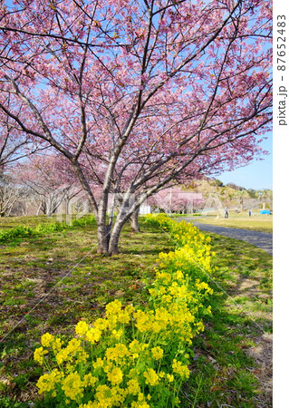 ピンクの桜と菜の花 御宿台公園 ピンクの桜と菜の花 御宿台公園 87652483