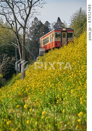菜の花の土手を行くいすみ鉄道 大野築堤の写真素材