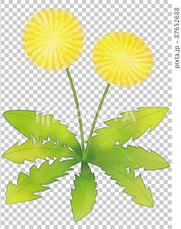 たんぽぽ 水彩画風 たんぽぽ 水彩画風 87652688