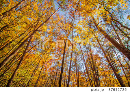 日本有数のリゾート地　軽井沢の秋　竜返しの滝に続く紅葉の森 87652726