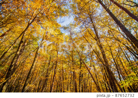 日本有数のリゾート地 軽井沢の秋 竜返しの滝に続く紅葉の森 日本有数のリゾート地 軽井沢の秋 竜返しの滝に続く紅葉の森 87652732