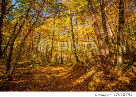 日本有数のリゾート地　軽井沢の秋　竜返しの滝に続く紅葉の森 87652743