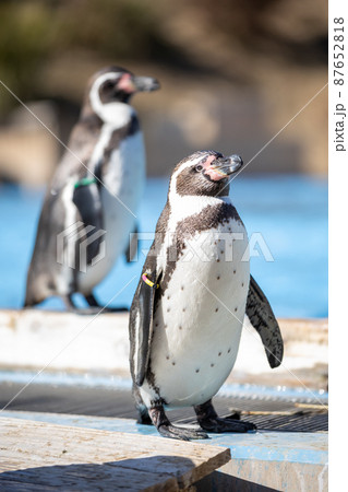 フンボルトペンギン フンボルトペンギン 87652818