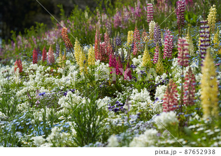 ルピナスやリナリアなどの草花が美しく咲いている 87652938