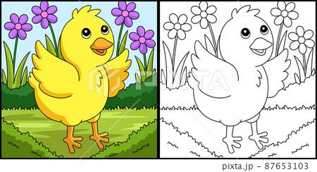 Chick Coloring Page Colored Illustration Chick Coloring Page Colored Illustration 87653103
