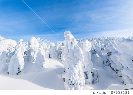 山形蔵王白銀世界樹氷原の樹氷 87653581