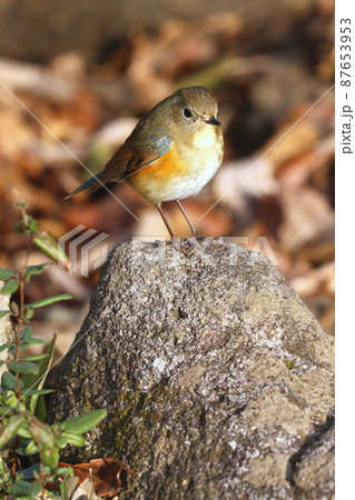 一休み中のルリビタキのオス若鳥の写真素材 [87653953] - PIXTA