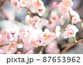 巣鴨　江戸六地蔵尊　眞性寺の梅の花 87653962