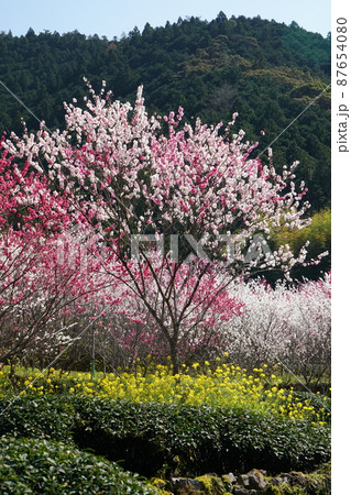 花桃 花桃 87654080