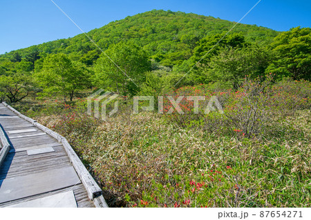 赤城公園　覚満淵　木道　遊歩道からの眺め　　初夏の風景　　　 87654271
