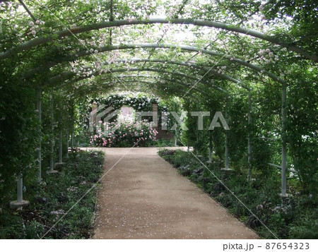 バラの花のアーチ 87654323