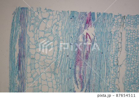 かぼちゃの茎の縦断面 顕微鏡画像 かぼちゃの茎の縦断面 顕微鏡画像 87654511