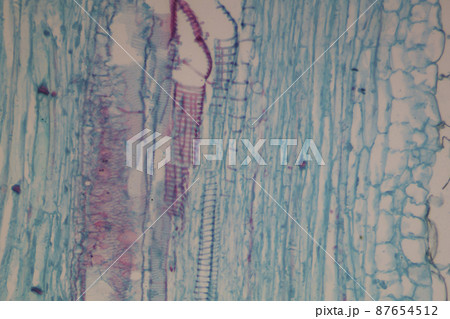 かぼちゃの茎の縦断面　顕微鏡画像 87654512