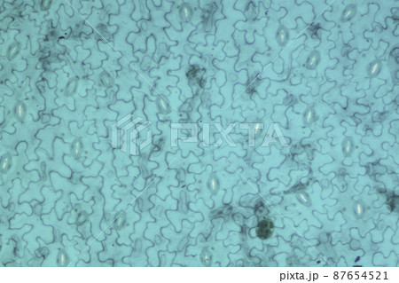 ソラマメの葉の下表皮 顕微鏡画像 ソラマメの葉の下表皮 顕微鏡画像 87654521