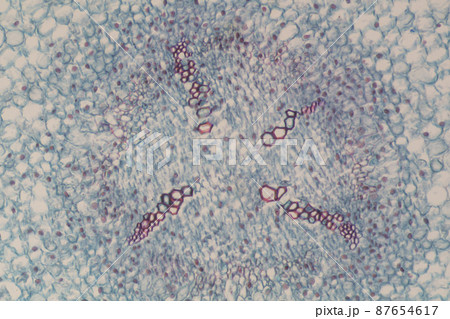 植物の根の先端(横断面) 顕微鏡画像 植物の根の先端(横断面) 顕微鏡画像 87654617