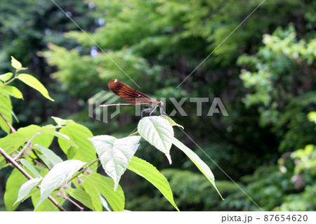 ミヤマカワトンボの雌 87654620