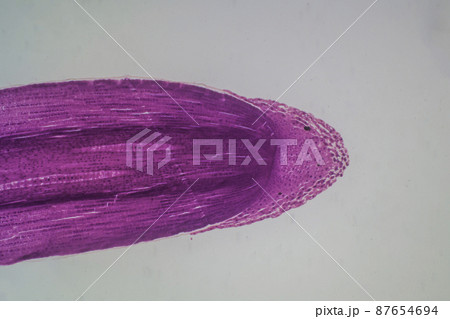 植物の根の先端(縦断面) 顕微鏡画像 植物の根の先端(縦断面) 顕微鏡画像 87654694