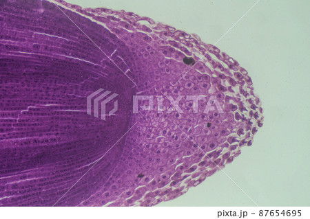 植物の根の先端(縦断面) 顕微鏡画像 植物の根の先端(縦断面) 顕微鏡画像 87654695