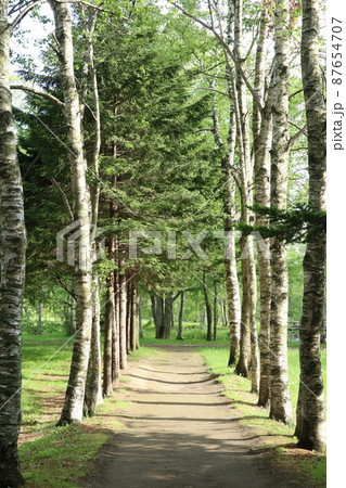 公園の白樺並木道 公園の白樺並木道 87654707