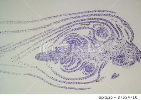 植物の頂芽(縦断面) 顕微鏡画像 植物の頂芽(縦断面) 顕微鏡画像 87654710