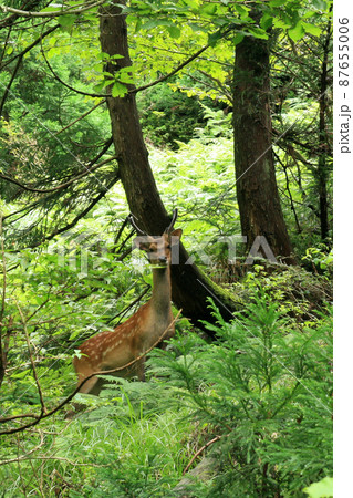 山の中でこちらを見る野生の若い雄鹿 山の中でこちらを見る野生の若い雄鹿 87655006