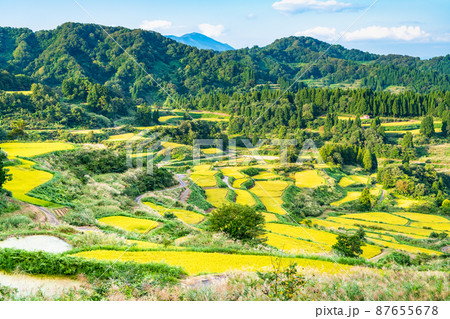 新潟県十日町市　星峠の棚田　～秋・稲刈り間近～ 87655678