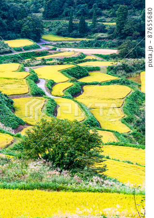 新潟県十日町市 星峠の棚田 ~秋・稲刈り間近~ 新潟県十日町市 星峠の棚田 ~秋・稲刈り間近~ 87655680