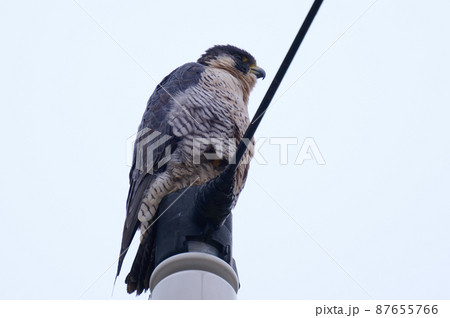 手賀沼の野鳥冬　ハヤブサ 87655766