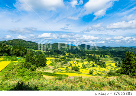 新潟県十日町市　星峠の棚田　～秋・稲刈り間近～ 87655885