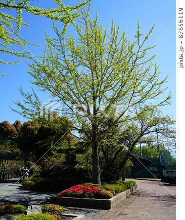 知覧平和公園 鹿児島県 知覧平和公園 鹿児島県 87656119