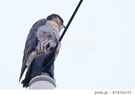 手賀沼の野鳥冬 ハヤブサ 手賀沼の野鳥冬 ハヤブサ 87656242