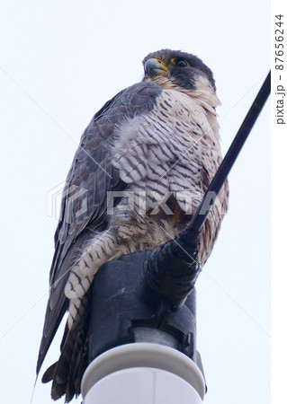 手賀沼の野鳥冬　ハヤブサ 87656244