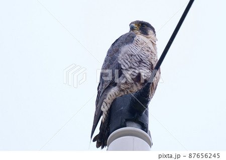 手賀沼の野鳥冬 ハヤブサ 手賀沼の野鳥冬 ハヤブサ 87656245
