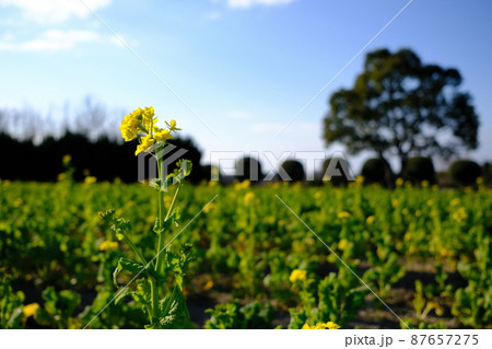 ポカポカ日和の菜の花とブロッコリーみたいな木の写真素材 [87657275