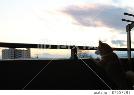 マンションのベランダから外を見つめる柴犬 87657292