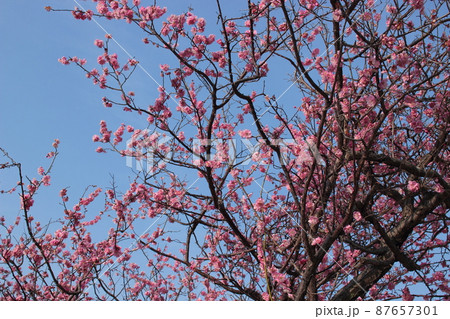 ピンク色の梅の花 ピンク色の梅の花 87657301
