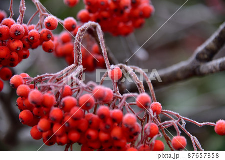 ナナカマドの実 ナナカマドの実 87657358