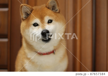 カメラ目線ではにかんだ表情の柴犬 カメラ目線ではにかんだ表情の柴犬 87657384