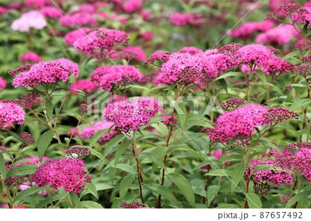 和風の庭に合いそうな雰囲気を持つ下野の花 和風の庭に合いそうな雰囲気を持つ下野の花 87657492