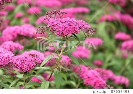 初夏に咲く野趣溢れる風情のある花キシモツケ 87657493
